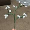 Baby's Breath